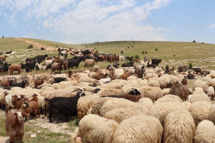 Siirt'te 10 bin lira maaşla çalışacak çoban yok