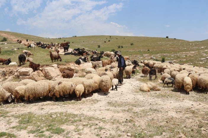 Siirt'te 10 bin lira maaşla çalışacak çoban yok