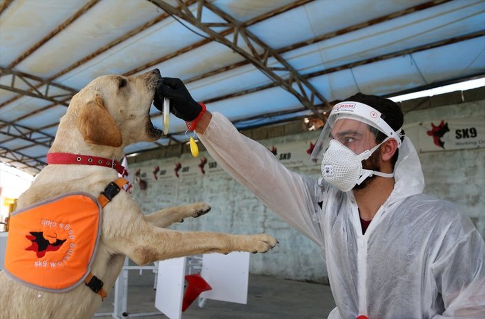 İran'da köpekler koronavirüsü teşhis etmek için eğitildi