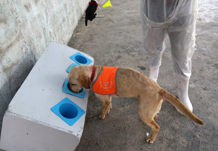 İran'da köpekler koronavirüsü teşhis etmek için eğitildi