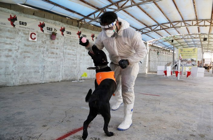 İran'da köpekler koronavirüsü teşhis etmek için eğitildi