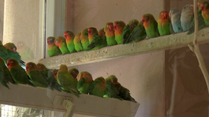 Sınırda 200 tane cennet papağanı yakalandı