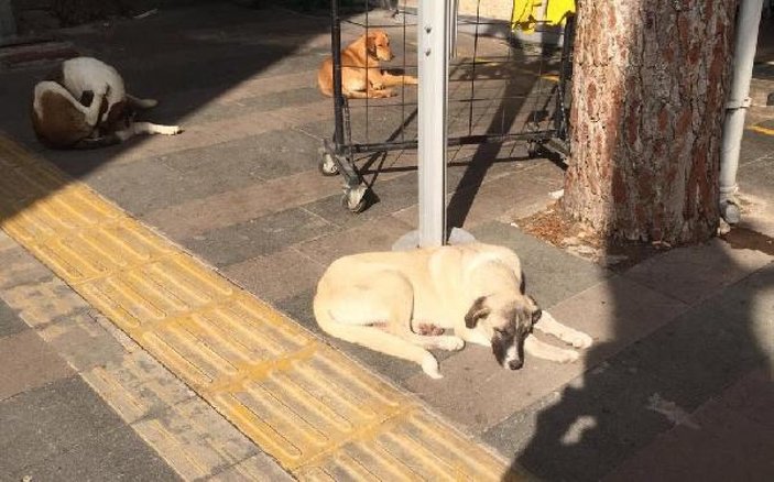 Manisa'da sokak köpeğini fırça sapıyla dövdü