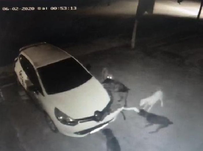 Kedi kovalayan köpekler otomobilin tamponunu parçaladı