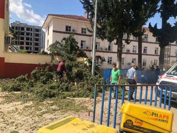 Osmaniye'de postacı, kesilen ağacın altında kaldı