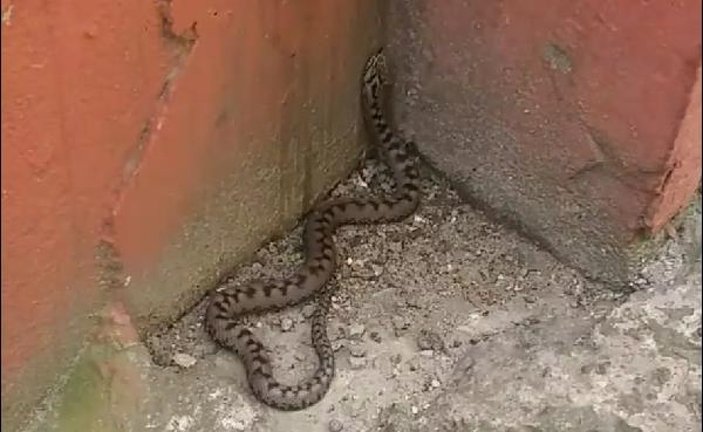 Ölümcül yılanlar Karadeniz'de görülmeye başlandı