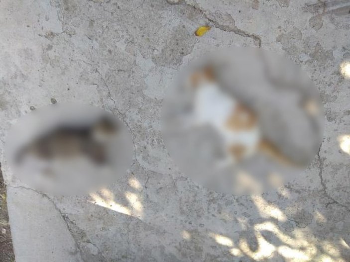 Edirne'de zehirli et yiyen kedi ve köpekler öldü