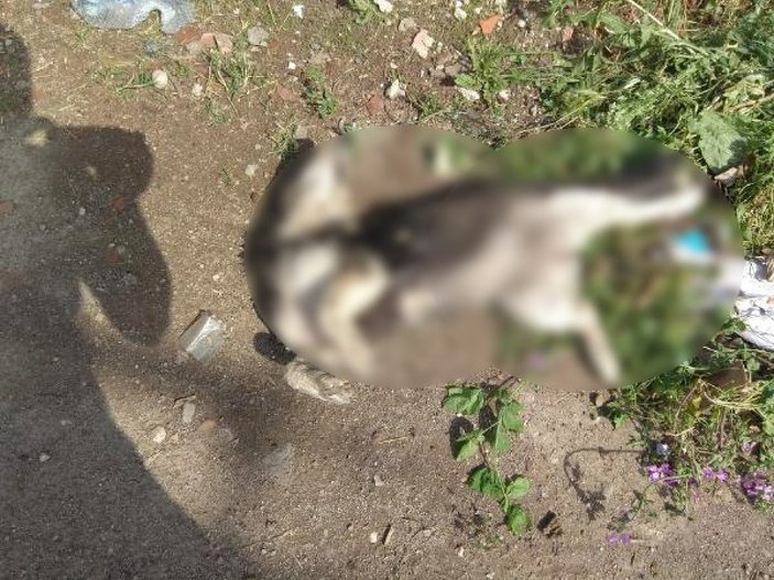 Edirne'de zehirli et yiyen kedi ve köpekler öldü