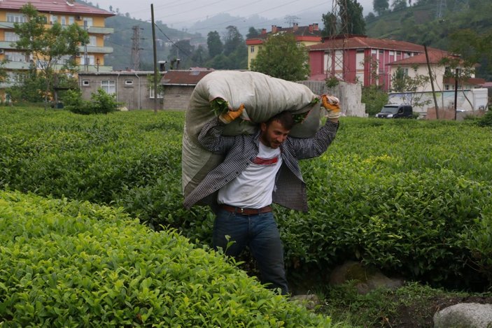 Gürcistan'dan çay işçisi gelmeyince para yurtta kaldı