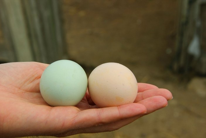 Edirneli esnaf, mavi yumurta talebine yetişemiyor