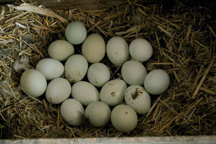 Edirneli esnaf, mavi yumurta talebine yetişemiyor