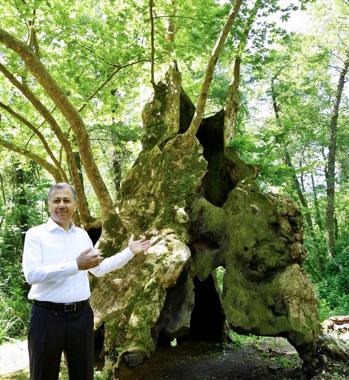 İstanbul'un en yaşlı çınar ağacı 1377 yaşında