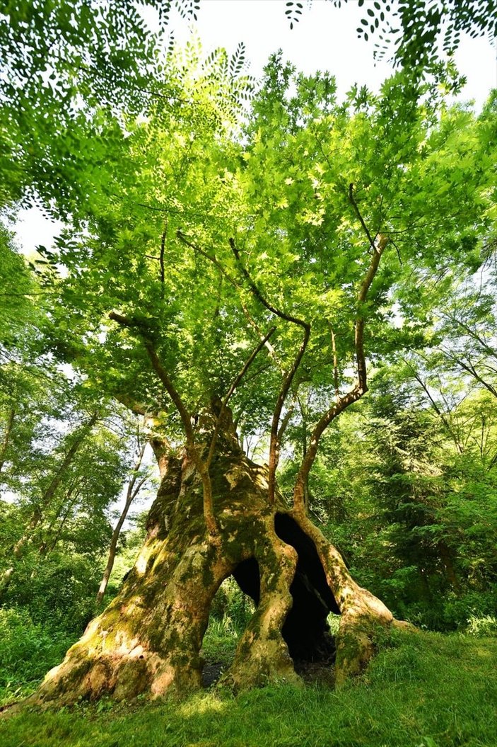 İstanbul'un en yaşlı çınar ağacı 1377 yaşında