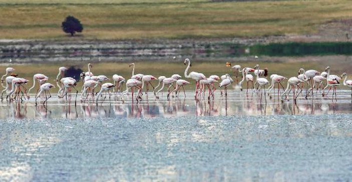 Yarışlı Gölü, binlerce flamingo misafir etti