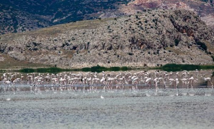 Yarışlı Gölü, binlerce flamingo misafir etti