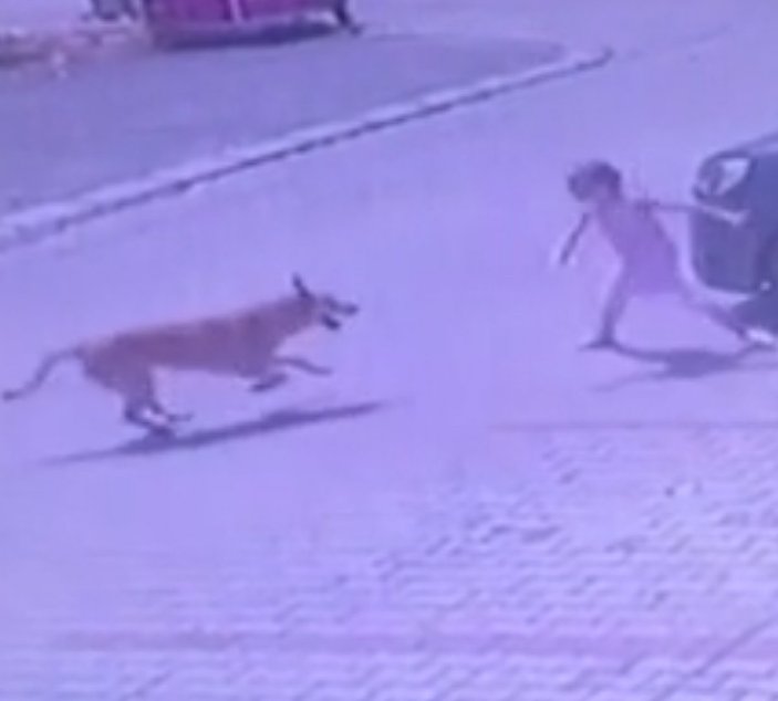 İzmir'de 6 yaşındaki çocuğa köpek saldırdı