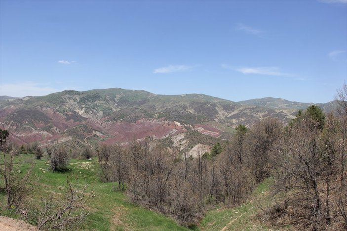 Sivas'ta ormanlık alanı tırtıllar istila etti