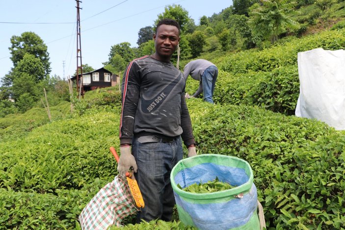 Rize'de, çay bahçeleri yabancı uyruklu işçilerle doldu