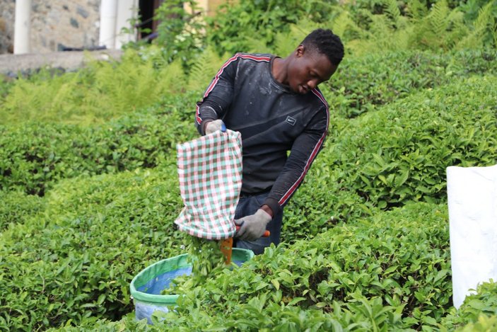 Rize'de, çay bahçeleri yabancı uyruklu işçilerle doldu