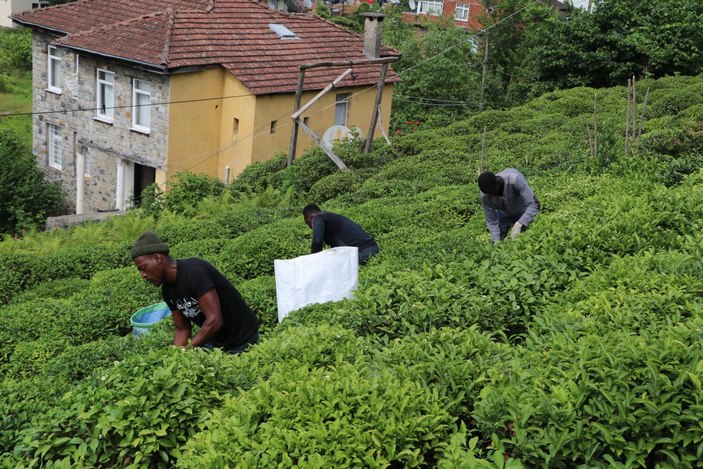 Rize'de, çay bahçeleri yabancı uyruklu işçilerle doldu