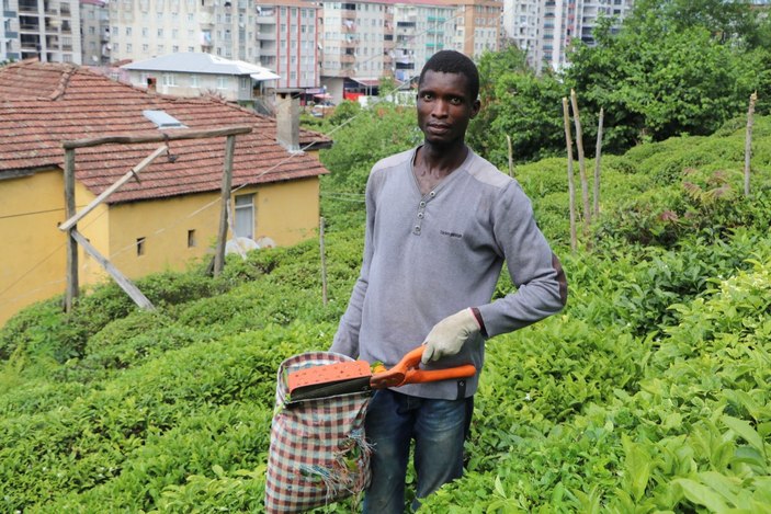 Rize'de, çay bahçeleri yabancı uyruklu işçilerle doldu