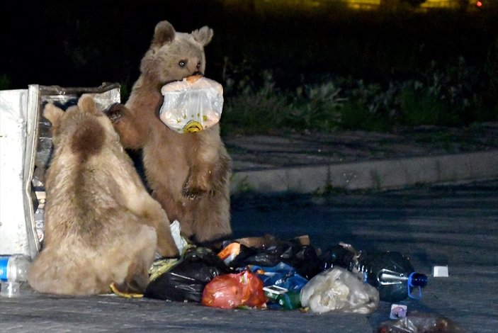 Kars'ta aç kalan ayı ailesi şehre indi