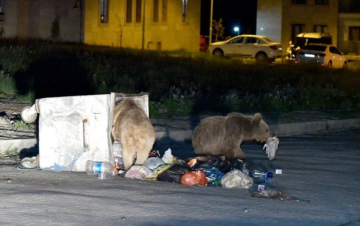 Kars'ta aç kalan ayı ailesi şehre indi