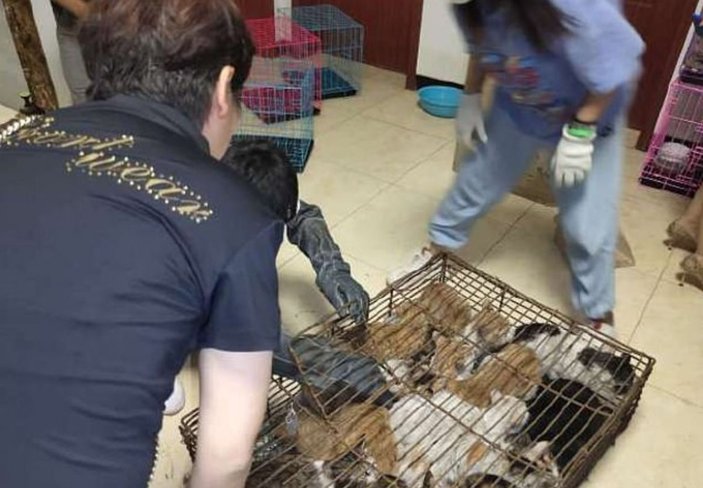 Çin'de yemek için kafeslerde tutulan 700 kedi kurtarıldı