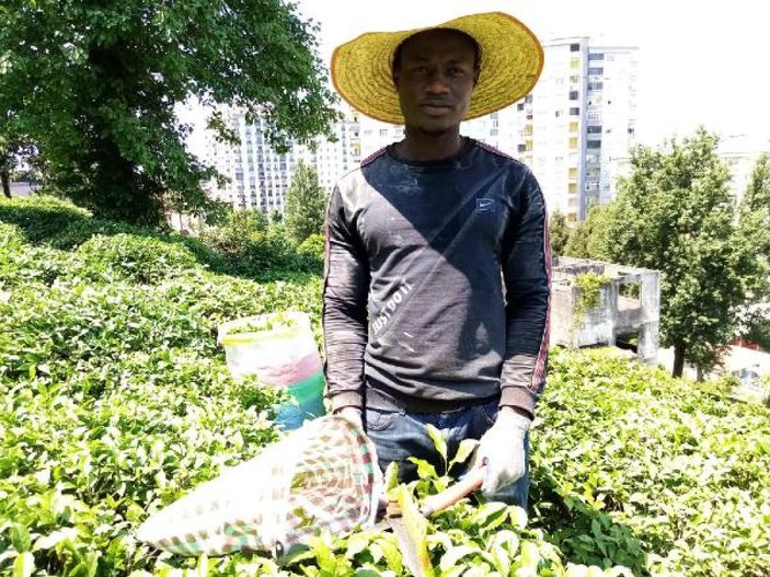 Senegalli işçilerin çay toplama sevdası