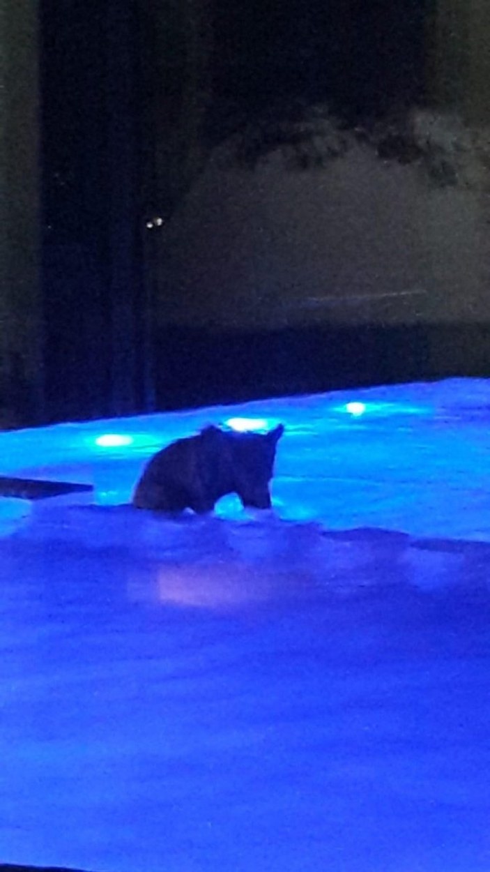Bilecik'te sıcaktan bunalan yavru ayı, havuza girdi