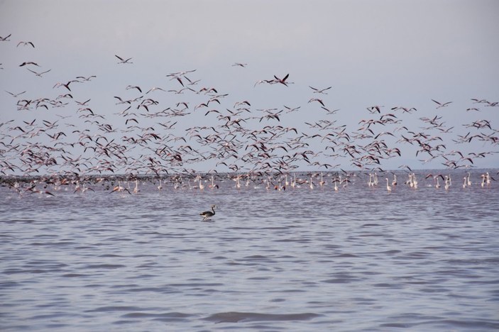Tuz Gölü'nde flamingoların esrarengiz ölümü