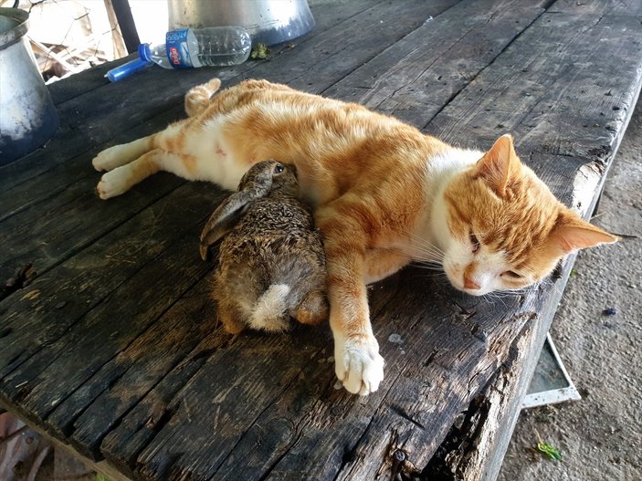 Osmaniye'de ev kedisi, yavru tavşana anne oldu