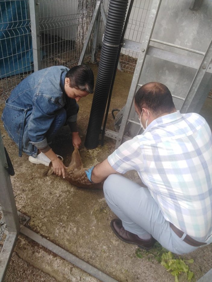 Kastamonu'da köpeklerden kurtulan karaca yavrusu