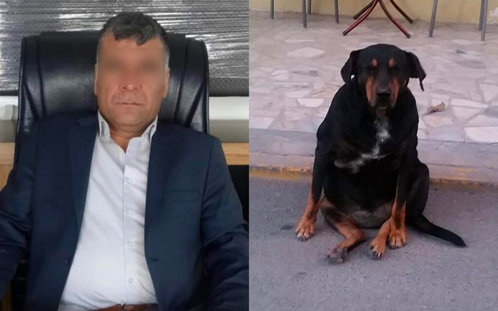 İstanbul’da sokak köpeğine tecavüz etti