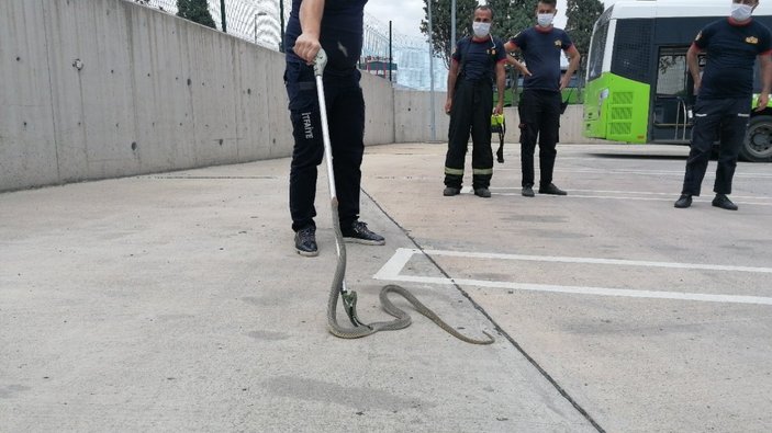 Kocaeli'de halk otobüsüne giren yılan yakalandı