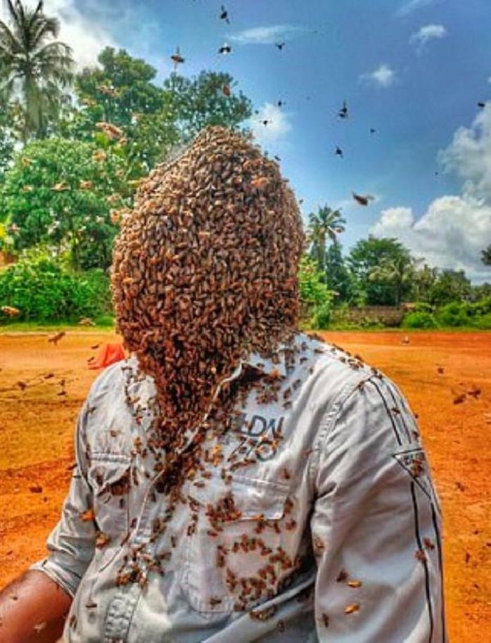 Hindistanlı arıcı, 60 bin arıyı kafasında tuttu