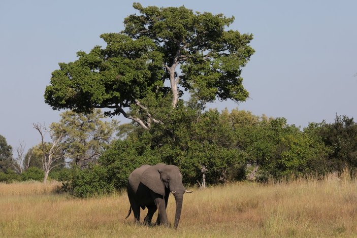 Botsvana'da 3 ayda 154 fil telef oldu