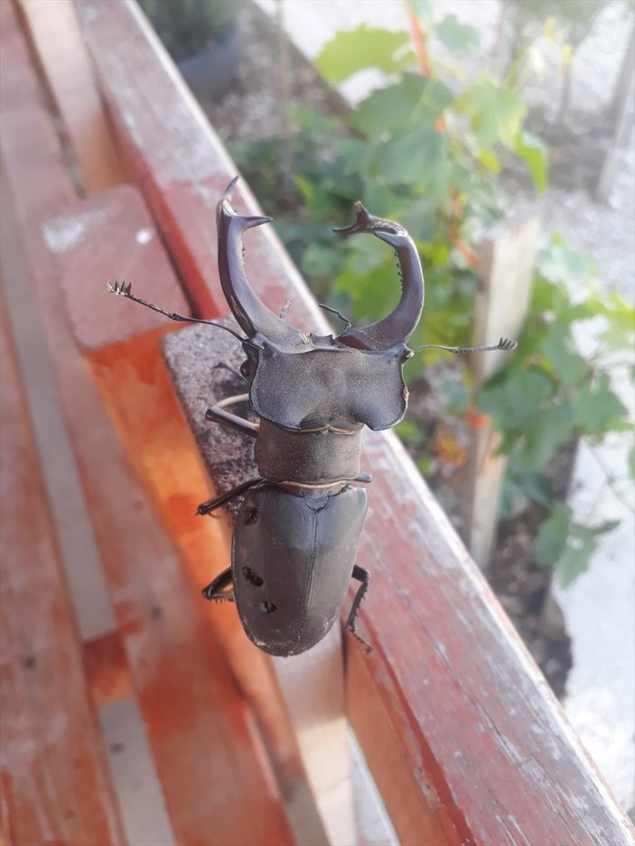 Adana'da geyik böceği görüldü