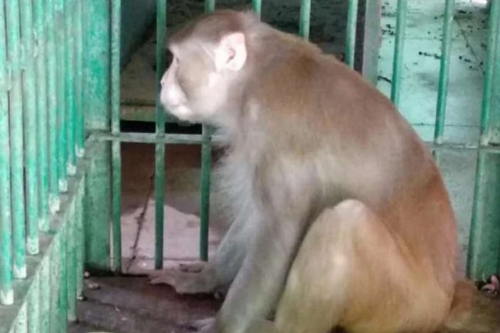 Hindistan'da 1 kişiyi öldüren alkolik maymuna hapis