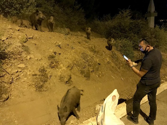 Muğla'da şehre inen domuzları ekmekle beslediler
