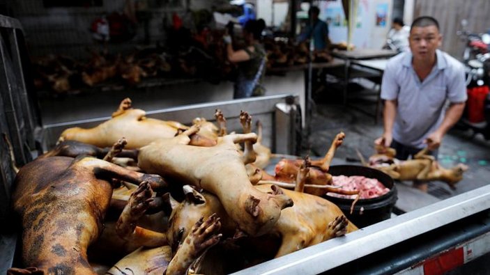 Çin'de köpek eti festivali bu yıl da yapılıyor