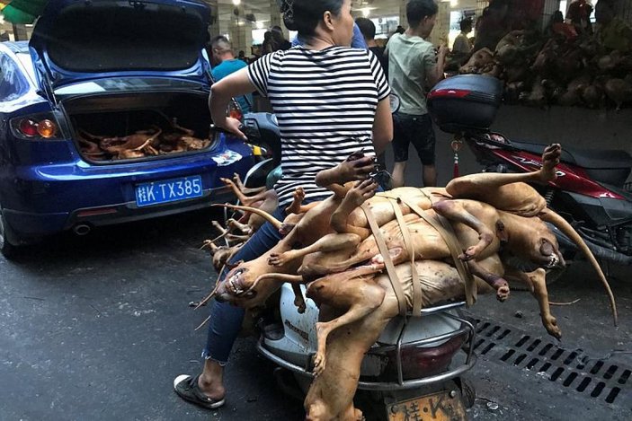 Çin'de köpek eti festivali bu yıl da yapılıyor