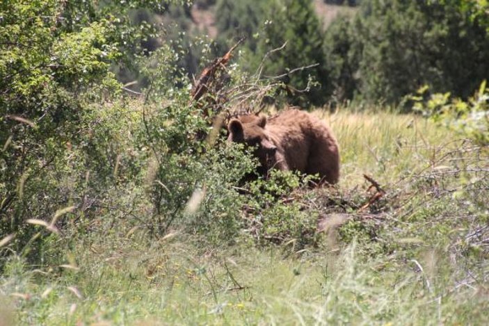 Kütahya'da bahçe teline takılan ayı kurtarıldı