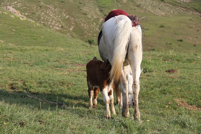 Sivas'ta annesiz danayı at emziriyor