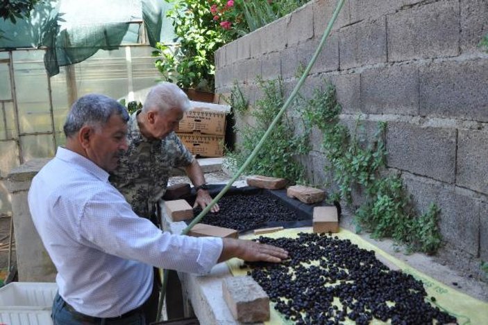Antalya'da kahve meyvesi yetiştirdi