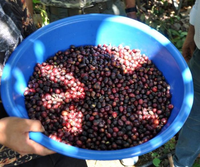 Antalya'da kahve meyvesi yetiştirdi