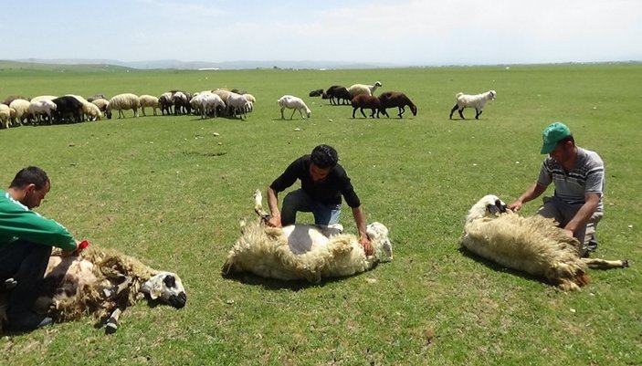 Erzincan'da koyun kırkma sezonu başladı