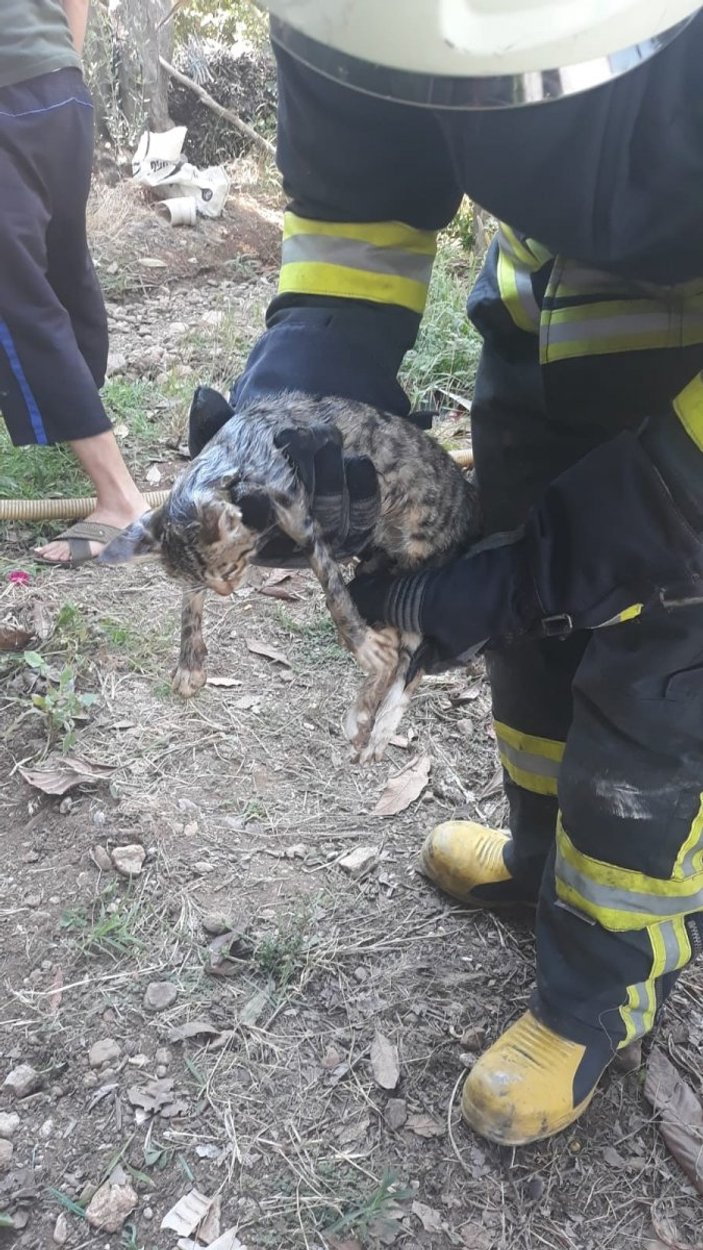 Muğla'da demir boruya sıkışan kedi kurtarıldı