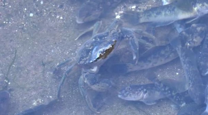 Küçükçekmece Gölü'nde balıklar ölüyor