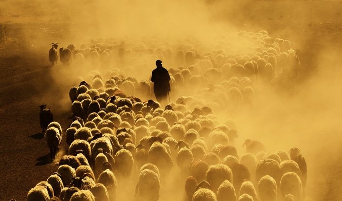 Bitlis'te koyun sürülerinin Nemrut Dağı yolculuğu